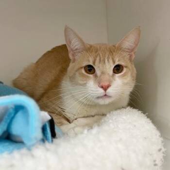 Domestic Short Hair Cats Available for Adoption in Wheaton, Illinois - Lee | PetCurious