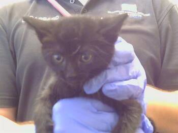 A926585 -  Domestic Short Hair Cat for Adoption in Sacramento, California - A926585 | PetCurious