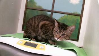 NIBBLE -  Domestic Short Hair Cat for Adoption in Houston, Texas - NIBBLE | PetCurious