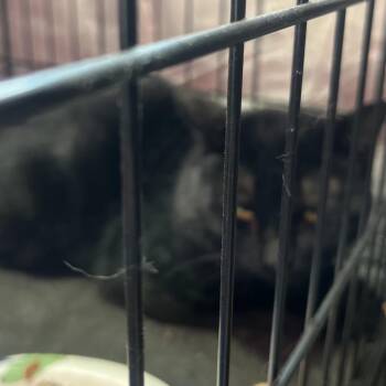 Domestic Short Hair Cats Available for Adoption - FOUND- SW Rochester | PetCurious