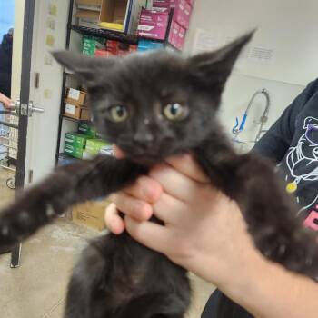 Walker -  Domestic Short Hair Cat for Adoption in York, Pennsylvania - Walker | PetCurious