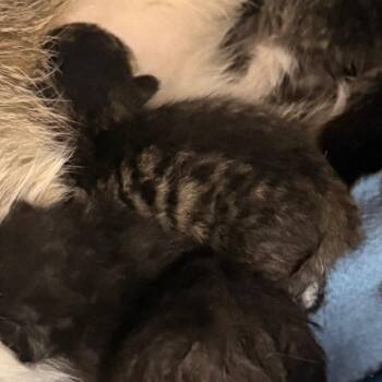 Lars -  Domestic Short Hair Cat for Adoption in Evansville, Indiana - Lars | PetCurious