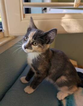 JOLENE -  Domestic Short Hair Cat for Adoption in Sacramento, California - JOLENE | PetCurious