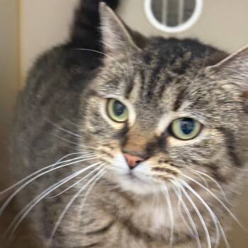 Domestic Short Hair Cats Available for Adoption - Smokey | PetCurious