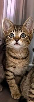 Baron -  Domestic Short Hair Cat for Adoption in Columbia, Tennessee - Baron | PetCurious