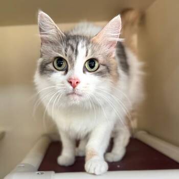 Domestic Medium Hair Cats Available for Adoption - Mimicsmash | PetCurious