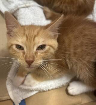 Brad -  Domestic Short Hair Cat for Adoption in Little Elm, Texas - Brad | PetCurious
