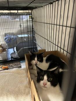 Burberry -  Domestic Short Hair Cat for Adoption in Toronto, Ontario - Burberry | PetCurious