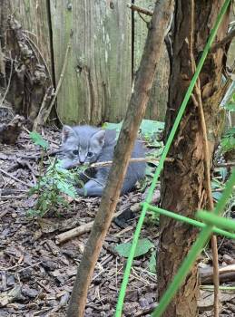 Sf26 C -  Domestic Short Hair Cat for Adoption in Lawrenceville, Georgia - Sf26 C | PetCurious
