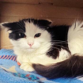 Mad Max -  Domestic Medium Hair Cat for Adoption in Brentwood, Missouri - Mad Max | PetCurious
