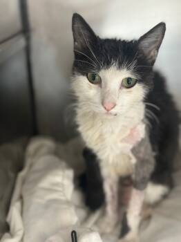 Rescue Domestic Short Hair Cats for Adoption in Pomona, New York - Sappy | PetCurious