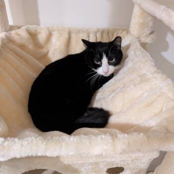 Quinn -  Domestic Short Hair Cat for Adoption in West Orange, New Jersey - Quinn | PetCurious