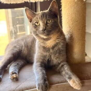 Domestic Short Hair Cats Available for Adoption - Ginger | PetCurious