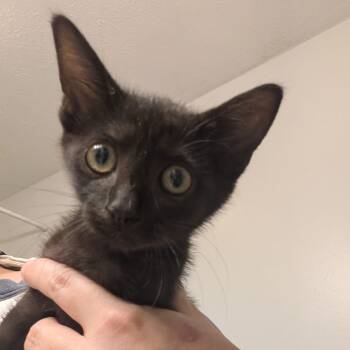 Rescue Domestic Short Hair Cats for Adoption in Winchester, Virginia - Rumi | PetCurious