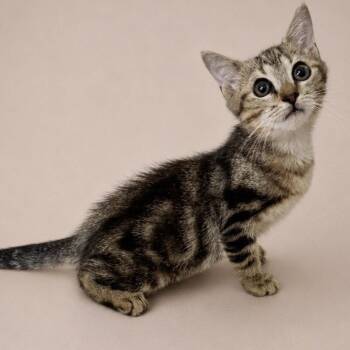 Mojito -  Domestic Short Hair Cat for Adoption in Oviedo, Florida - Mojito | PetCurious