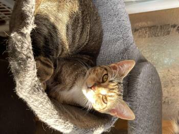 Rescue Domestic Short Hair Cats for Adoption in Richmond, Virginia - Manatee | PetCurious