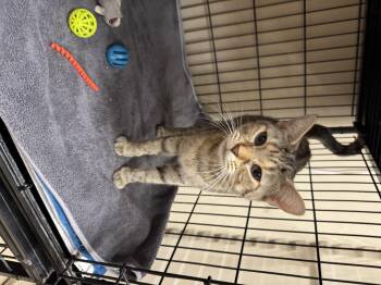 Rescue Tabby Cats for Adoption in Logan, Ohio - Lottie | PetCurious