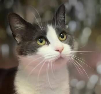 Myrtle 358-26 -  Domestic Short Hair Cat for Adoption in Cumming, Georgia - Myrtle 358-26 | PetCurious