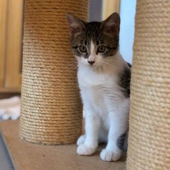 Jazz -  American Shorthair Cat for Adoption in Salt Lake City, Utah - Jazz | PetCurious