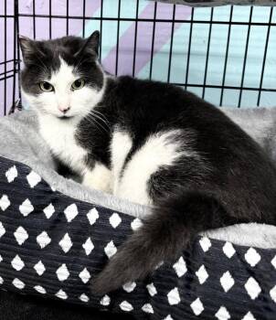 Domestic Short Hair Cats Available for Adoption in Battle Ground, Washington - Zaboo | PetCurious