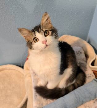 Rescue Domestic Medium Hair Cats for Adoption in Vancouver, Washington - Kisses | PetCurious