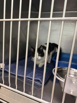 Sweetie Pie -  Domestic Short Hair Cat for Adoption in Fishers, Indiana - Sweetie Pie | PetCurious