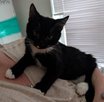 Rescue American Shorthair Cats for Adoption in Lilburn, Georgia - Royce | PetCurious