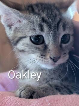 Oakley -  Domestic Short Hair Cat for Adoption in Sonora, California - Oakley | PetCurious
