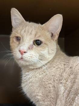 George $25 -  Domestic Short Hair Cat for Adoption in Seneca, South Carolina - George $25 | PetCurious