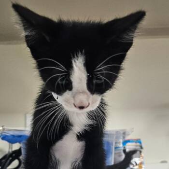 Jason -  Domestic Short Hair Cat for Adoption in Donalsonville, Georgia - Jason | PetCurious