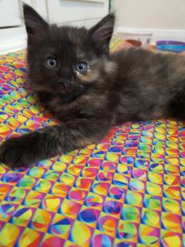 Rescue Domestic Short Hair Cats for Adoption in Austin, Texas - Beetle Bug | PetCurious