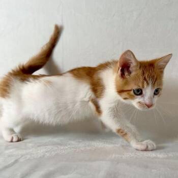Domestic Short Hair Cats Available for Adoption in Johnson City, Tennessee - Micah | PetCurious