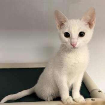 CLANCY -  Domestic Short Hair Cat for Adoption in Wyandotte, Michigan - CLANCY | PetCurious