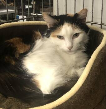 Rescue Domestic Long Hair Cats for Adoption in Parma, Ohio - Diamond | PetCurious