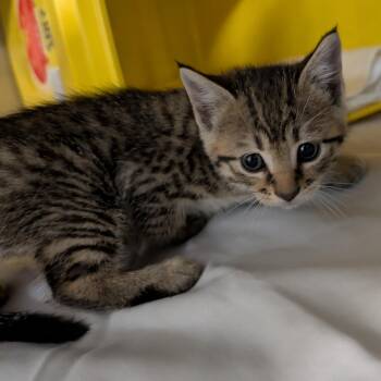 Raimi -  Domestic Short Hair Cat for Adoption in Manhattan, Kansas - Raimi | PetCurious