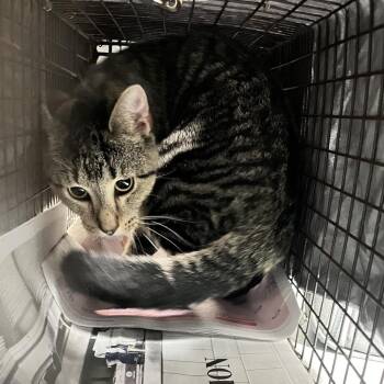 Michu -  Domestic Short Hair Cat for Adoption in Philadelphia, Pennsylvania - Michu | PetCurious