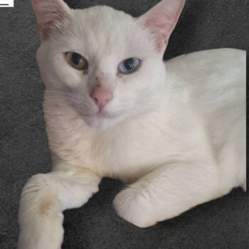 Rescue Domestic Short Hair Cats for Adoption in Grand Rapids, Minnesota - Sal | PetCurious