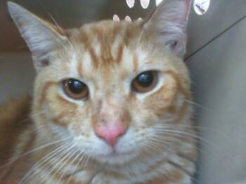 Domestic Short Hair Cats Available for Adoption - CHINA | PetCurious