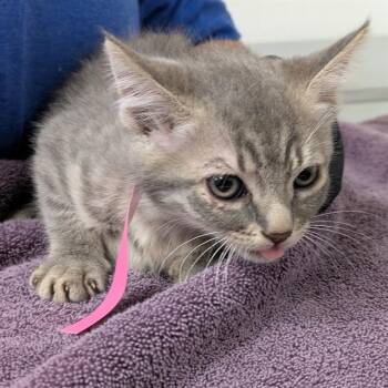ROSA -  Domestic Short Hair Cat Available for Adoption in Camarillo, California - ROSA | PetCurious