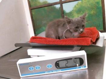LEVI -  Domestic Short Hair Cat for Adoption in Houston, Texas - LEVI | PetCurious