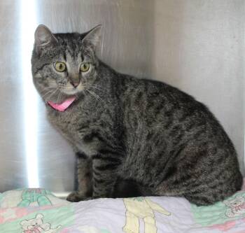 Domestic Short Hair and Tabby Cats Available for Adoption - Minnie - 43074 | PetCurious