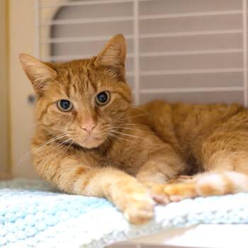 Tangerine -  Domestic Short Hair Cat for Adoption in Wilmington, Delaware - Tangerine | PetCurious