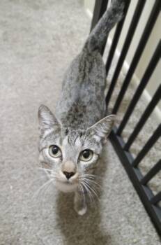 Rescue Domestic Short Hair Cats for Adoption in Tucson, Arizona - Meleys | PetCurious