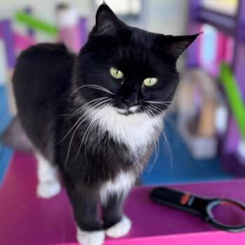 Midnight -  Domestic Short Hair Cat for Adoption in Midland, Texas - Midnight | PetCurious