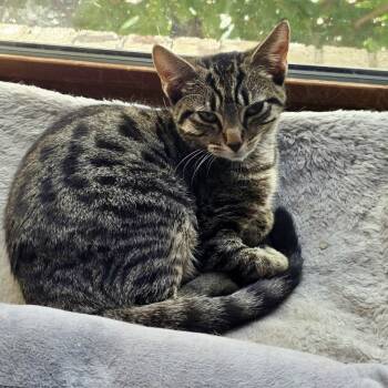 Rescue Domestic Short Hair Cats for Adoption in Fishers, Indiana - Hazel | PetCurious