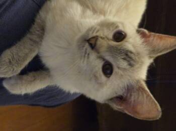 Nora -  Siamese Cat for Adoption in Bethel Park, Pennsylvania - Nora | PetCurious