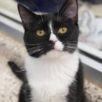 Domestic Short Hair Cats Available for Adoption in Aiken, South Carolina - Caper 59806 | PetCurious