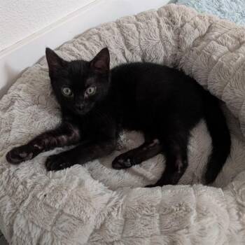 FRED -  Domestic Short Hair Cat for Adoption in Auburn, California - FRED | PetCurious
