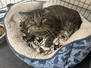 Scrappy -  Domestic Short Hair Cat for Adoption in Cape May, New Jersey - Scrappy | PetCurious