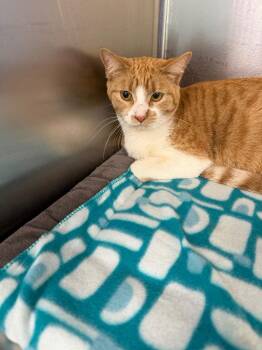 Domestic Short Hair and Tabby Cats Available for Adoption - Maple | PetCurious